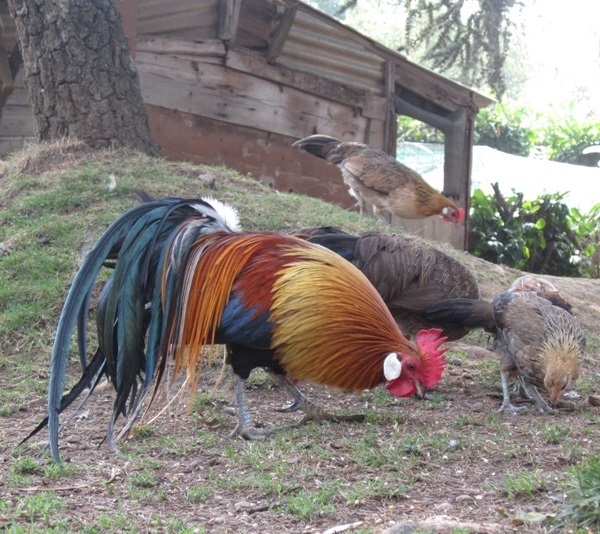 Gallo Phönix o Phoenix varietà Shokoku collo oro