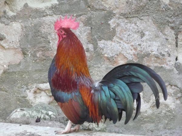 Gallo di razza Pictave