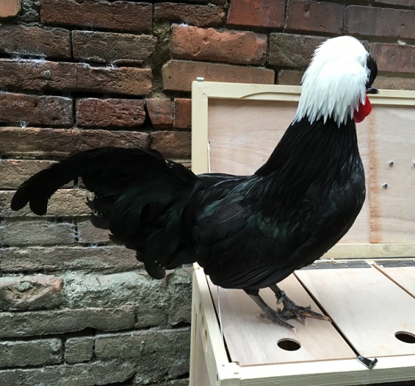 Gallo di razza Olandese Ciuffata nera e ciuffo bianco 