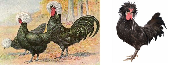 Gallo di razza Olandese Ciuffata nera e ciuffo bianco