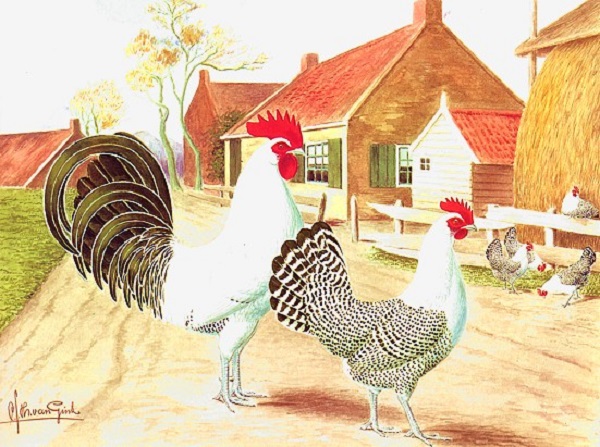 Pollo della Frisia Nana