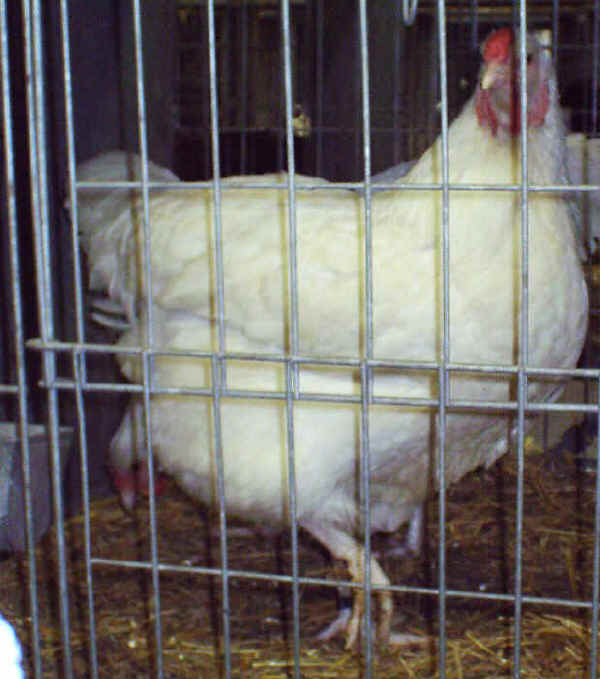 Pollo Svizzero (femmina) 