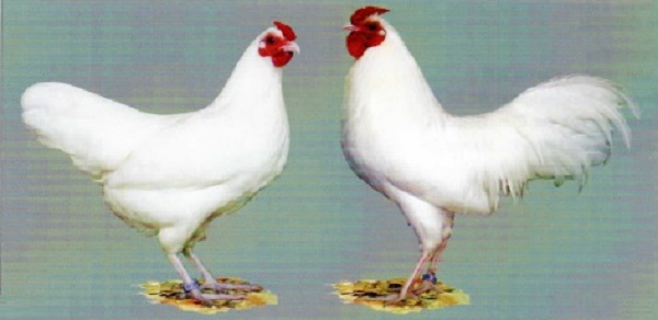 Pollo Svizzero Nana