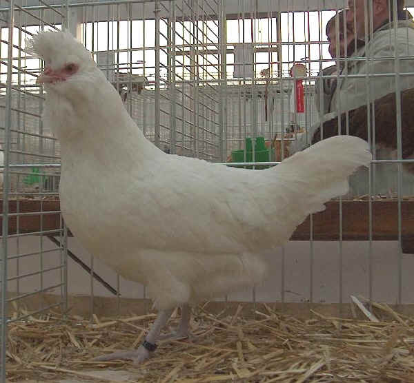 Gallina di razza Polverara bianca 