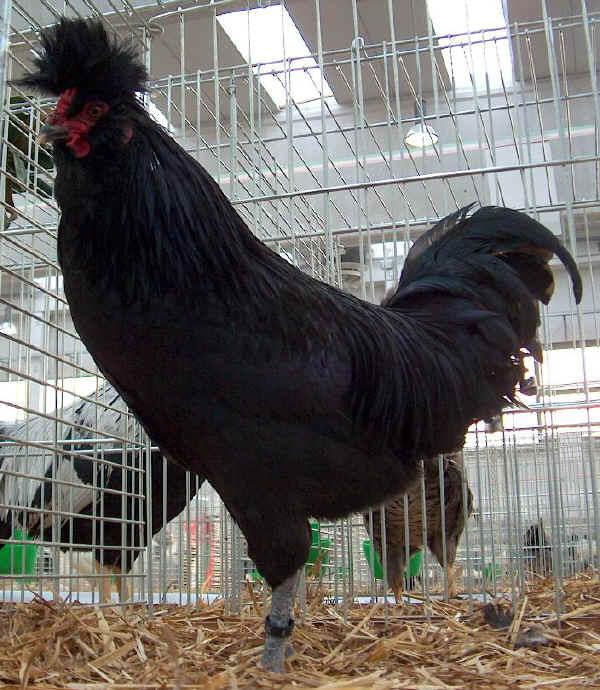 Gallo di razza Polverara nera 
