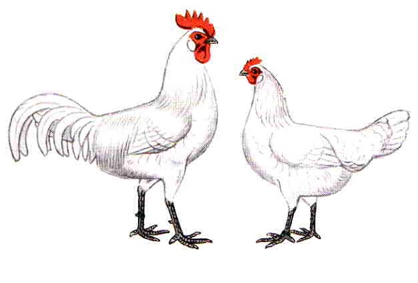 Gallina di razza Ramelsloher