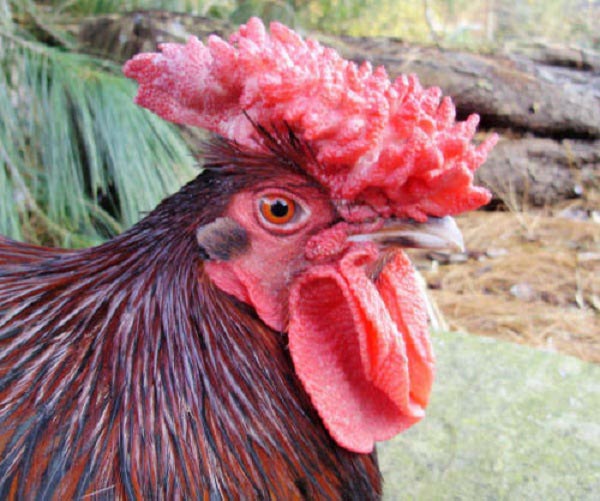 Gallo e gallina Redcap