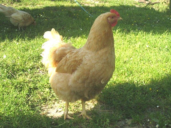 Gallina di razza Robusta Lionata