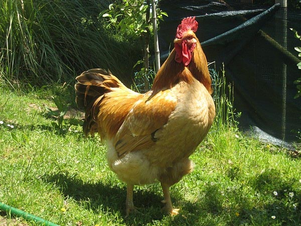 Gallo di razza Robusta Lionata