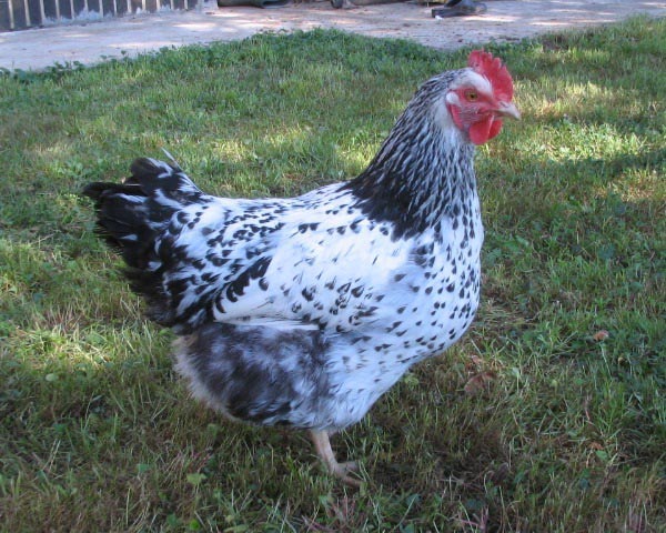 Gallina di razza Robusta Maculata