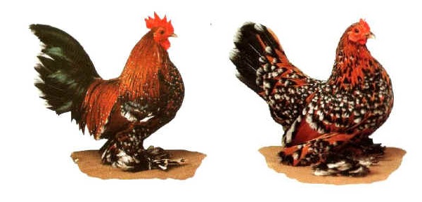 Gallo e gallina di razza Sabelpoot millefiori