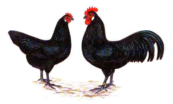 Pollo della Sassonia Nera