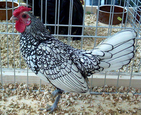 Gallo di razza Sebright argentato