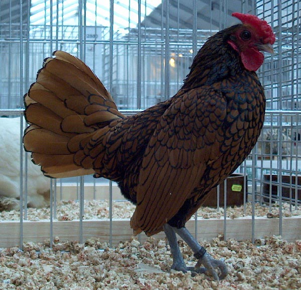 Gallo di razza Sebright dorato