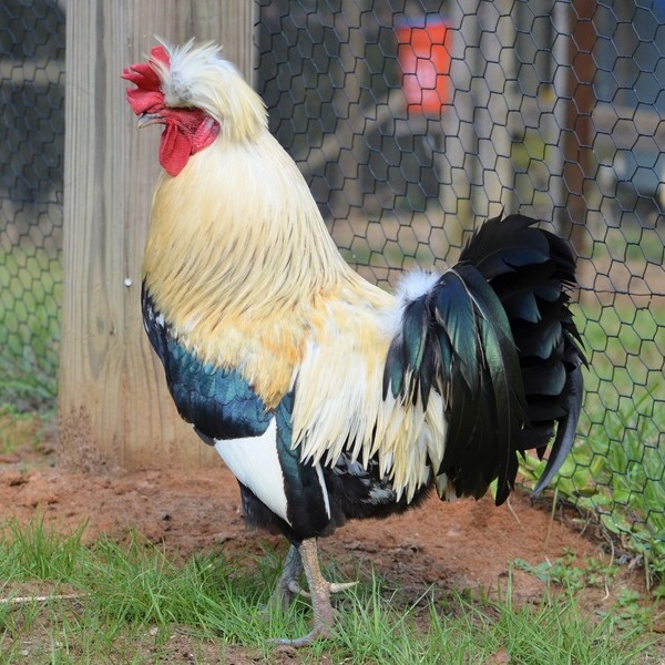 Gallo ciuffato delle isole Shetland