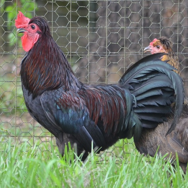 Gallo ciuffato delle isole Shetland