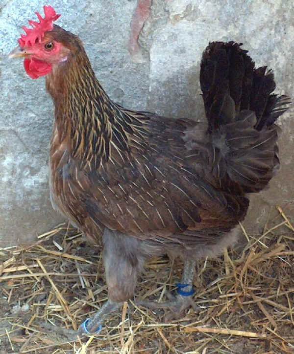 Gallina di razza Siciliana collo oro 