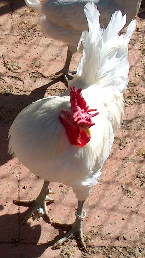 Gallo di razza Siciliana Bianca 
