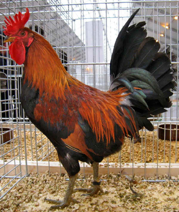 Gallo di razza Siciliana Collo Oro