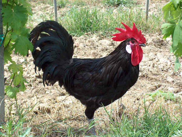 Gallo Valdarno