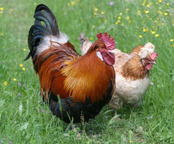 Gallina e gallo Sulmtaler