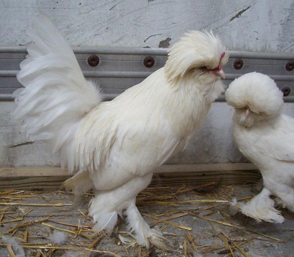 Gallo e gallina di razza Sultano 