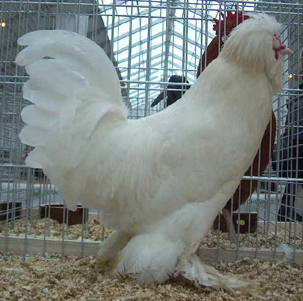 Gallo di razza Sultano 