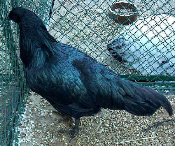 Gallina di razza Sumatra 