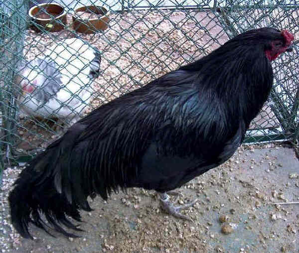 Gallo di razza Sumatra 