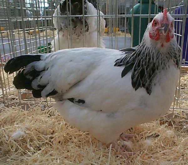 Gallina di razza Sussex bianco columbia