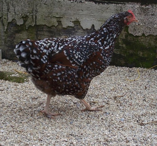 Gallina di razza Sussex