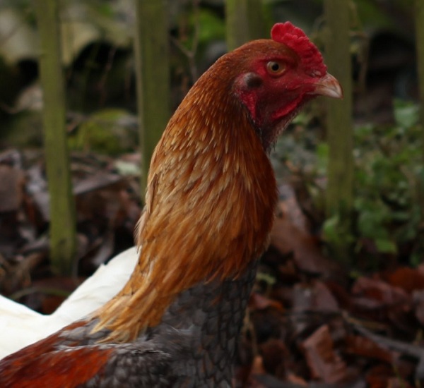 Gallo Combattente di Tirlemont bianco