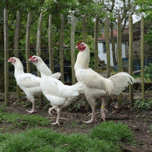 Gallo Combattente di Tirlemont bianco