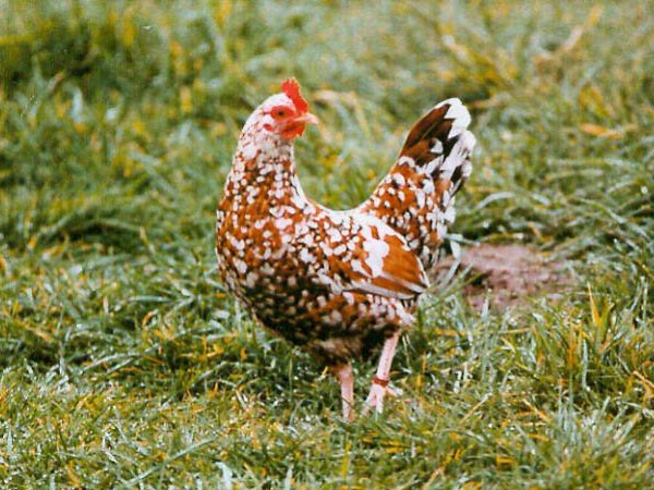 Gallina di razza Tournaisis tricolore