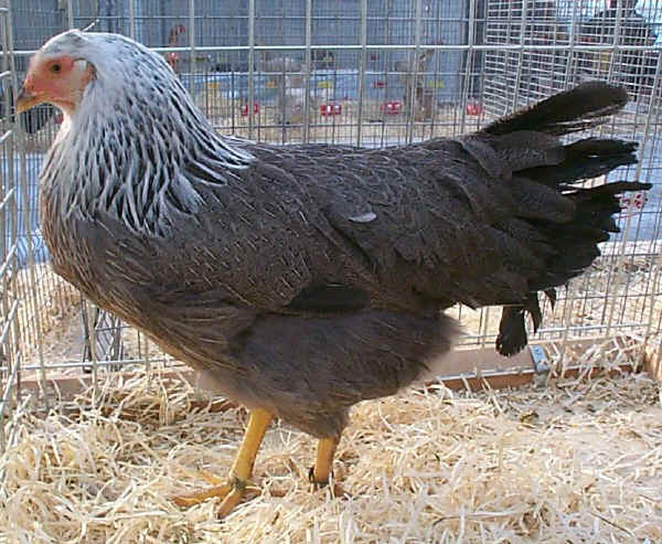 Gallina di razza Twentse collo argento 