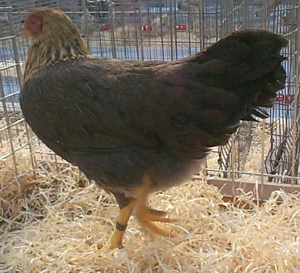 Gallina di razza Twentse collo oro 