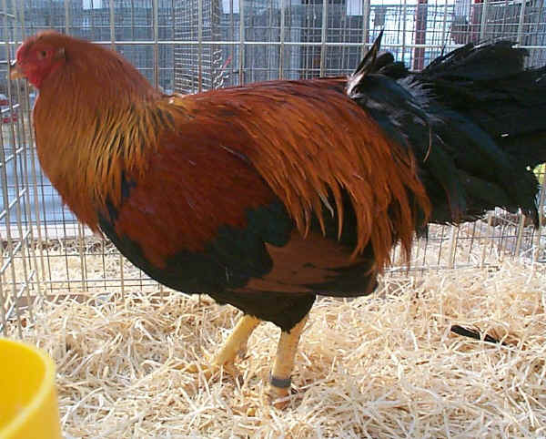 Gallo di razza Twentse collo oro 