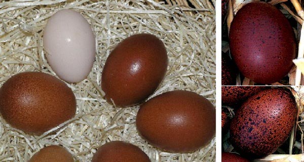 Uova di gallina Marans e uovo bianco rosato 