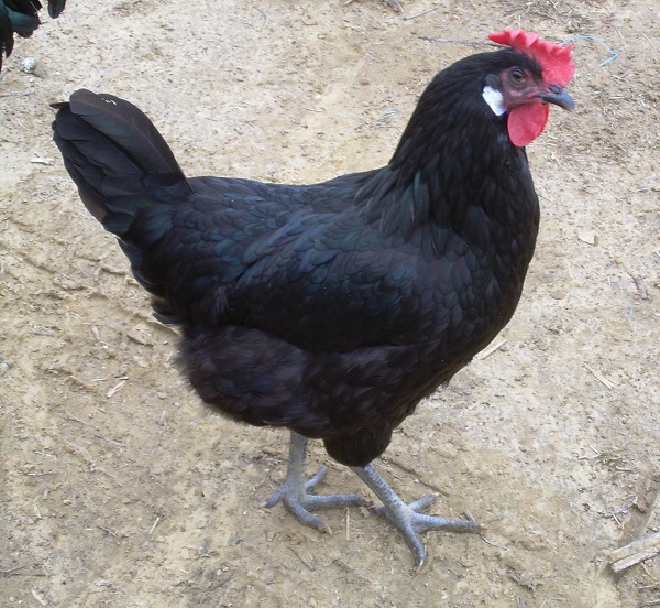 Gallina di razza Utrerana nera