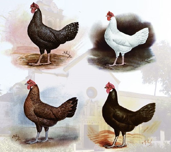 Gallina di razza Utrerana nera