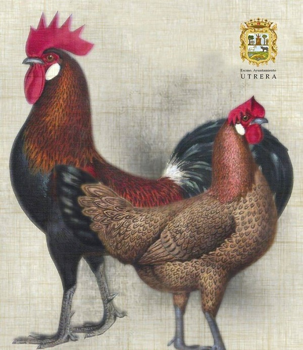 Gallina di razza Utrerana nera