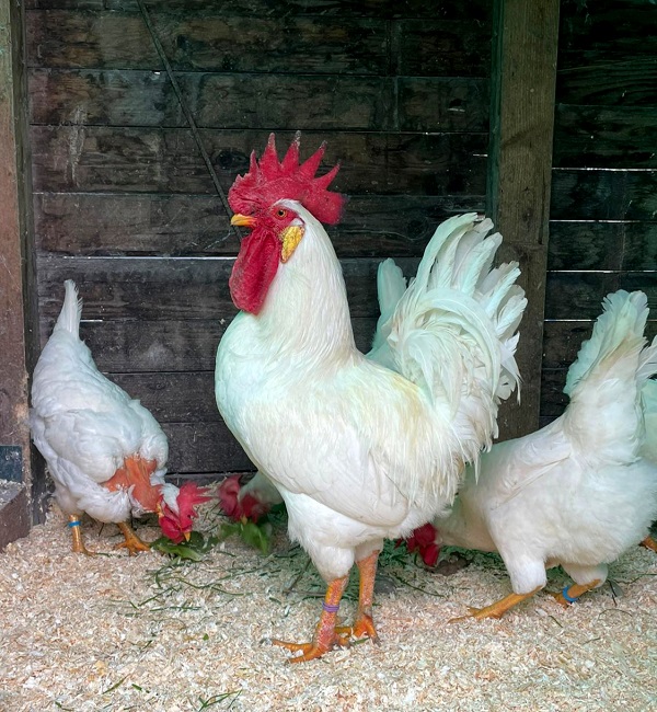 Gallo e galline Valdarnesi con i pulcini