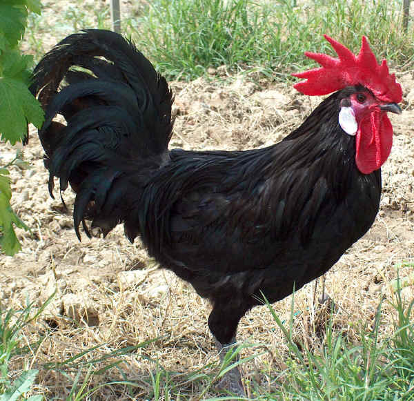 Gallo di razza Valdarno 