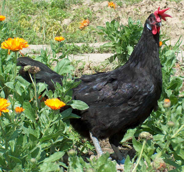 Gallina di razza Valdarno