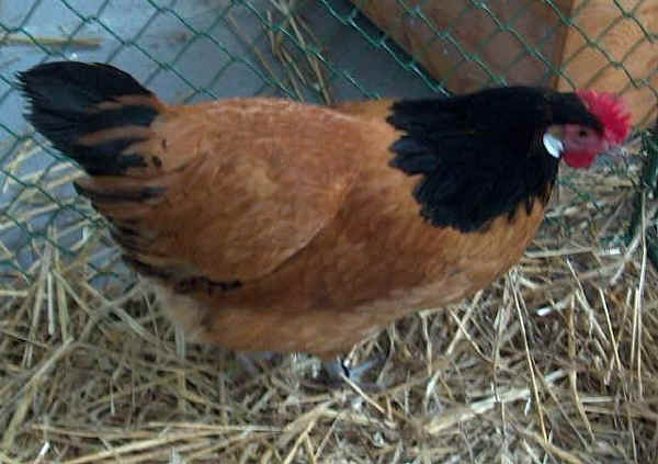 Gallina di razza Vorwerk 