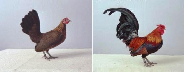 Gallina e gallo di razza Waasse Bantam