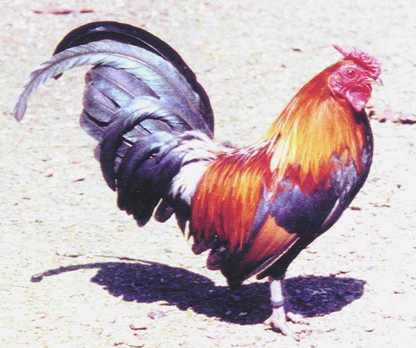 Gallo di razza Waasse Bantam