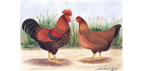 Gallo di razza Welsumers