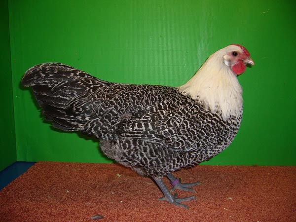 Gallina Westfalische Totleger argentata