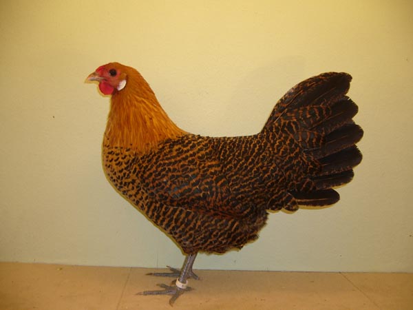 Gallo Westfalische Totleger dorato